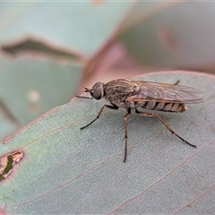 Anabarhynchus sp. (genus) (Stiletto Fly (Sub-family Therevinae)) at Gungahlin, ACT - 11 Dec 2025 by chriselidie