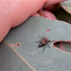 Eurymeloides pulchra (Gumtree hopper) at Gungahlin, ACT - 11 Dec 2025 by chriselidie