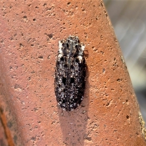 Leperina lacera (Trogossitid beetle) at Yass River, NSW - Yesterday by SenexRugosus