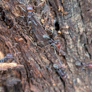 Unverified Ant (Hymenoptera, Formicidae) at Gungahlin, ACT - Yesterday by chriselidie