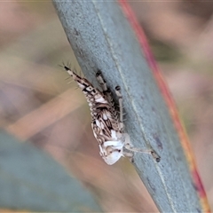 Brunotartessus fulvus (Yellow-headed Leafhopper) at Gungahlin, ACT - 11 Dec 2025 by chriselidie