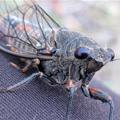 Yoyetta robertsonae (Clicking Ambertail) at Gungahlin, ACT - 11 Dec 2025 by chriselidie
