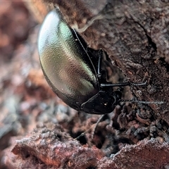 Chalcopteroides spectabilis (Rainbow darkling beetle) at Gungahlin, ACT - 11 Dec 2025 by chriselidie