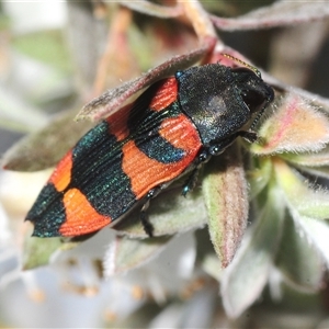 Castiarina kershawi (A jewel beetle) at Rendezvous Creek, ACT - 10 Dec 2025 by Harrisi
