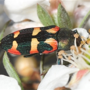 Castiarina sexplagiata (Jewel beetle) at Rendezvous Creek, ACT - 10 Dec 2025 by Harrisi
