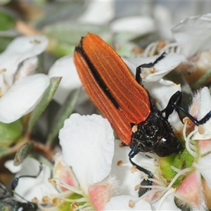 Castiarina nasuta (A jewel beetle) at Rendezvous Creek, ACT - 10 Dec 2025 by Harrisi