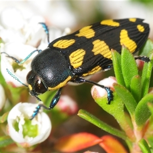 Castiarina octospilota (A Jewel Beetle) at Tharwa, ACT - 10 Dec 2025 by Harrisi