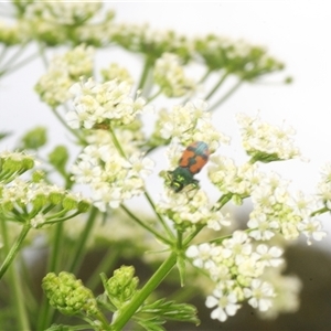 Castiarina hilaris (A jewel beetle) at Booth, ACT - 10 Dec 2025 by Harrisi