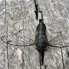 Psaltoda moerens (Redeye cicada) at Bonython, ACT - 11 Dec 2025 by GG
