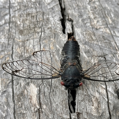 Psaltoda moerens (Redeye cicada) at Bonython, ACT - 11 Dec 2025 by GG