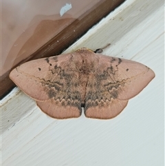 Anthela varia (Hairy Mary) at Googong, NSW - 12 Dec 2025 by BrianSummers