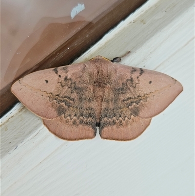 Anthela varia (Hairy Mary) at Googong, NSW - 12 Dec 2025 by BrianSummers