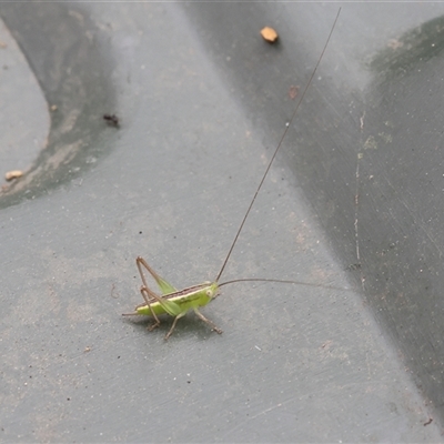 Conocephalus semivittatus (Meadow katydid) at Lyons, ACT - 12 Dec 2025 by ran452