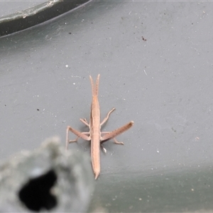 Unverified Grasshopper, Cricket or Katydid (Orthoptera) at Lyons, ACT - Today by ran452