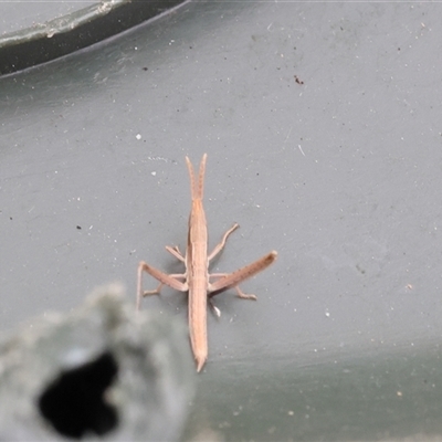 Acrida conica (Giant green slantface) at Lyons, ACT - 12 Dec 2025 by ran452