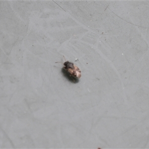 Unverified True bug (Hemiptera, Heteroptera) at Lyons, ACT - Today by ran452