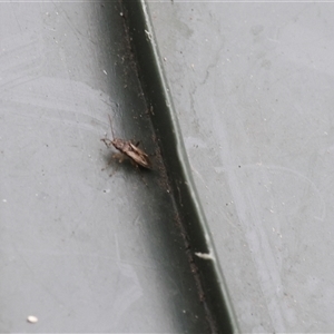 Unverified True bug (Hemiptera, Heteroptera) at Lyons, ACT - Today by ran452
