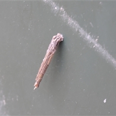 Lepidoscia arctiella (Tower Case Moth) at Lyons, ACT - 12 Dec 2025 by ran452