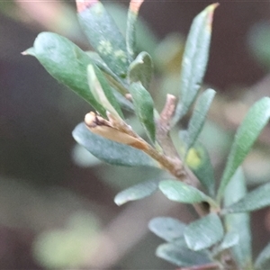 Tachystola stenoptera at Lyons, ACT - Today by ran452