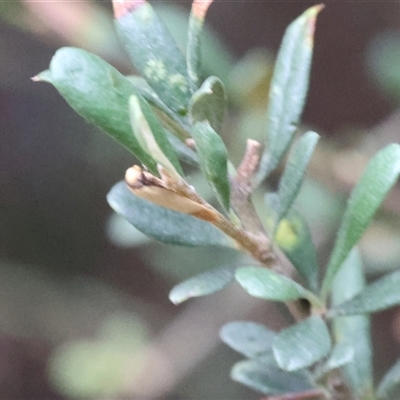 Tachystola stenoptera at Lyons, ACT - 12 Dec 2025 by ran452
