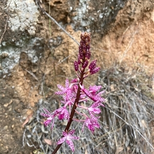 Dipodium punctatum (Blotched Hyacinth Orchid) at Karabar, NSW - Today by Youspy