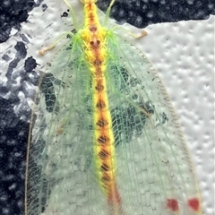 Norfolius howensis (Diamond-banded Nymphid) at Downer, ACT - 12 Dec 2025 by NadiaHJ