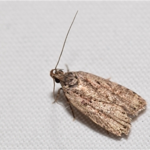 Barea (genus) by DianneClarke