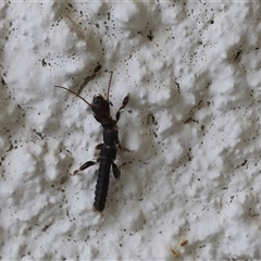 Embioptera (order) (Unidentified webspinner) at Lyons, ACT - 12 Dec 2025 by ran452