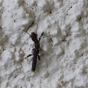 Unverified Insect at Lyons, ACT - Today by ran452