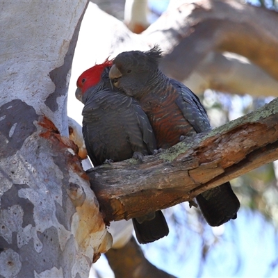 Callocephalon fimbriatum (Gang-gang Cockatoo) at Acton, ACT - 10 Dec 2025 by TimL