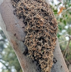 Papyrius sp. (genus) (A Coconut Ant) at Kambah, ACT - 12 Dec 2025 by HelenCross