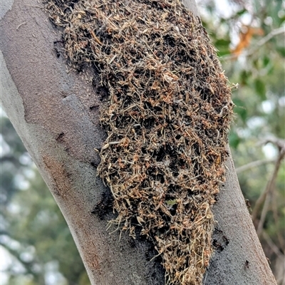 Papyrius sp. (genus) (A Coconut Ant) at Kambah, ACT - 12 Dec 2025 by HelenCross