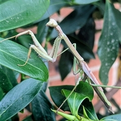 Archimantis latistyla (Stick Mantis, Large Brown Mantis) at Kambah, ACT - 12 Dec 2025 by HelenCross