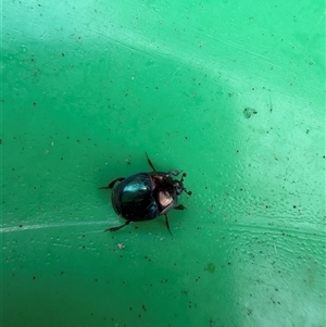 Saprinus (Saprinus) sp. (genus & subgenus) at Belconnen, ACT - Today by kittyvo