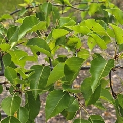 Pyrus calleryana (Callery Pear) at O'Malley, ACT - 12 Dec 2025 by Mike