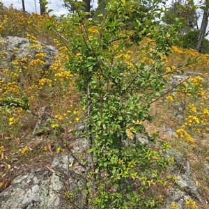 Prunus cerasifera at O'Malley, ACT - Today by Mike