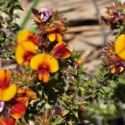 Pultenaea procumbens (Bush Pea) at Yaouk, NSW - 10 Dec 2025 by JARS