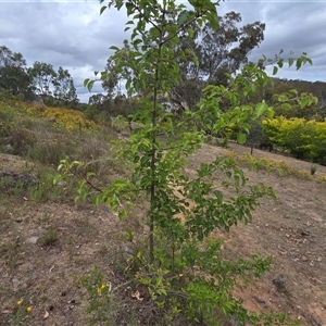 Pyrus calleryana at O'Malley, ACT - Today by Mike