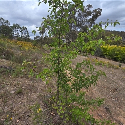 Pyrus calleryana (Callery Pear) at O'Malley, ACT - 12 Dec 2025 by Mike