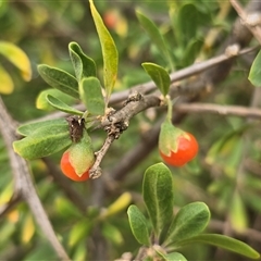Lycium ferocissimum (African Boxthorn) at Symonston, ACT - 11 Dec 2025 by Mike