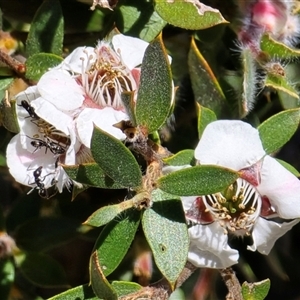 Leptospermum (genus) by JARS