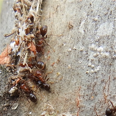 Unverified Insect at Kambah, ACT - 12 Dec 2025 by HelenCross