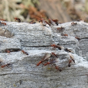 Papyrius sp. (genus) at Kambah, ACT - Today by HelenCross
