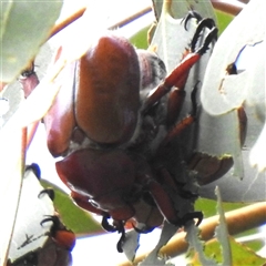 Anoplognathus sp. (genus) at Kambah, ACT - 12 Dec 2025 by HelenCross
