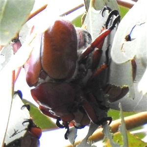 Anoplognathus sp. (genus) at Kambah, ACT - Today by HelenCross