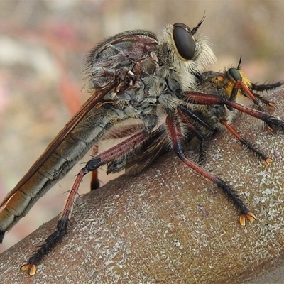 Neoaratus hercules (Herculean Robber Fly) at Kambah, ACT - 12 Dec 2025 by HelenCross