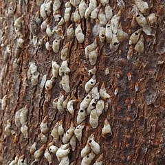 Lepidosaphes sp. (genus) (Mussel scale) at Kambah, ACT - 12 Dec 2025 by HelenCross
