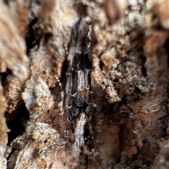 Leptozestis (genus) (A Gelechioid moth (Cosmopterigidae)) at Russell, ACT - 12 Dec 2025 by Hejor1