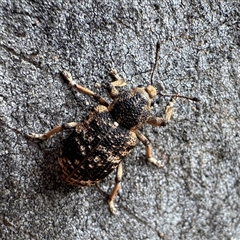 Rhinaria granulosa at Russell, ACT - 12 Dec 2025 by Hejor1