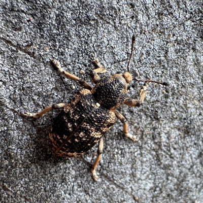 Rhinaria granulosa at Russell, ACT - 12 Dec 2025 by Hejor1